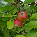 apfel